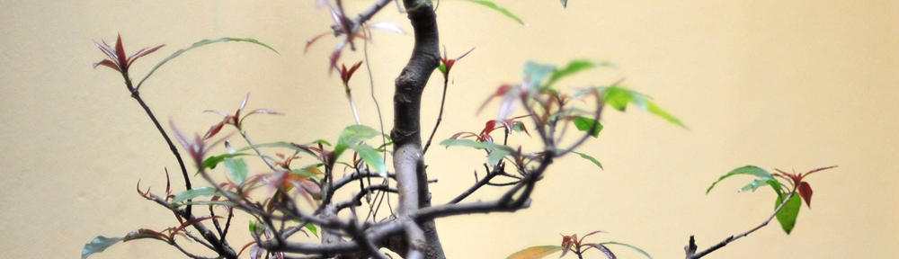 Fernanda Putra Adela, S.Sos, M.Si